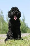 BARBET 098
